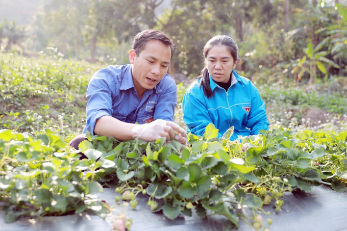 Đảng viên Lò Văn Vượng chia sẻ kinh nghiệm cách nhận biết sâu bệnh và sự phát triển của cây dâu tây. Ảnh: Quý Trung – TTXVN potal-lai-chau-guong-dang-vien-tre-tien-phong-lam-kinh-te-gioi-7912296.jpg