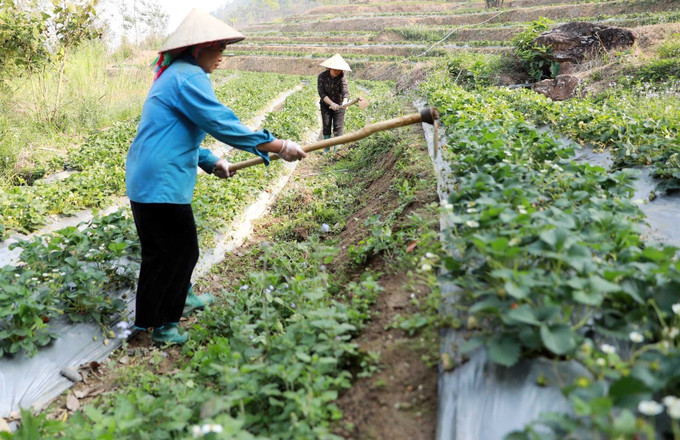 Mô hình phát triển kinh tế của gia đình anh Lò Văn Vượng đã tạo việc làm ổn định cho người dân địa phương. Ảnh: Quý Trung – TTXVN potal-lai-chau-guong-dang-vien-tre-tien-phong-lam-kinh-te-gioi-7912368.jpg