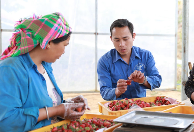 Anh Lò Văn Vượng hướng dẫn người lao động cách phân loại dâu tây. Ảnh: Quý Trung – TTXVN potal-lai-chau-guong-dang-vien-tre-tien-phong-lam-kinh-te-gioi-7912395.jpg