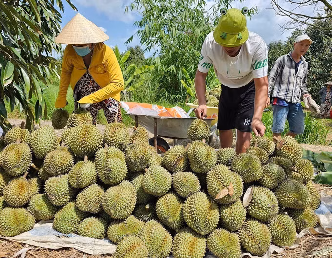 potal-can-tho-to-chuc-toa-dam-mot-so-luu-y-trong-san-xuat-cay-an-qua-phuc-vu-xuat-khau-7878292.jpg