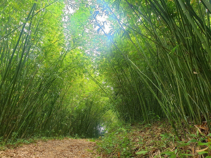 Hơn 938 ha rừng lùng do 212 nhóm hộ dân tại xã Đồng Văn, huyện Quế Phong (Nghệ An) quản lý và khai thác đón nhận chứng chỉ FSC. Ảnh: Tá Chuyên - TTXVN potal-212-ho-dan-dau-tien-tai-nghe-an-don-nhan-chung-chi-fsc-trong-va-khai-thac-rung-lung-6200842.jpg