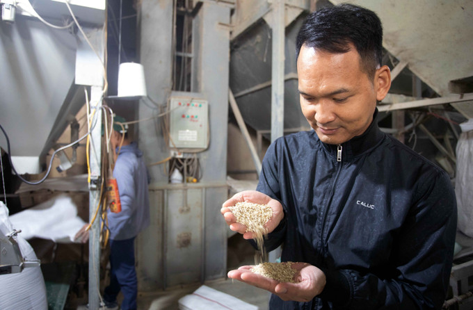 Anh Nguyễn Văn Luân kiểm tra chất lượng sản phẩm. Ảnh: Thế Duyệt – TTXVN potal-hanh-trinh-khoi-nghiep-tu-nong-nghiep-cua-thanh-nien-tre-thai-binh-7856062.jpg