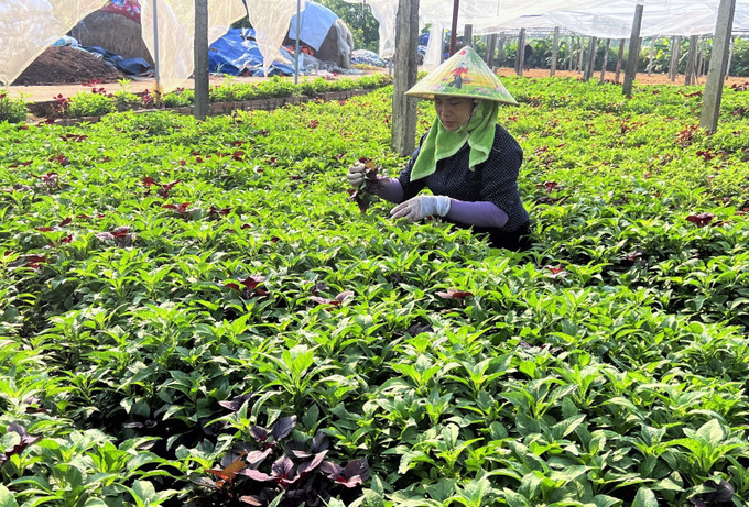 Thành viên Hợp tác xã rau an toàn Tứ Xã, huyện Lâm Thao (Phú Thọ) chăm sóc rau. Ảnh: TTXVN phát potal-hop-tac-xa-rau-an-toan-tu-xa-phu-tho-duoc-cong-nhan-la-hop-tac-xa-tieu-bieu-toan-quoc-7703100.jpg