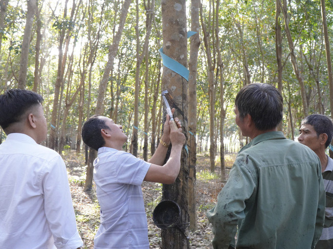 Cán bộ Viện Nghiên cứu Cao su Việt Nam hướng dẫn người dân kỹ thuật khai thác cao su tại xã Long Tân, huyện Phú Riềng. Ảnh: K GỬIH-TTXVN potal-hieu-qua-tu-mo-hinh-san-xuat-cao-su-tieu-dien-ben-vung-tai-binh-phuoc-7767683.jpg