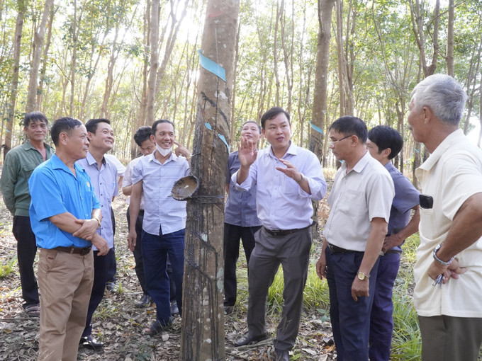 Cán bộ Viện Nghiên cứu Cao su Việt Nam hướng dẫn người dân kỹ thuật khai thác cao su tại xã Long Tân, huyện Phú Riềng. Ảnh: K GỬIH - TTXVN potal-hieu-qua-tu-mo-hinh-san-xuat-cao-su-tieu-dien-ben-vung-tai-binh-phuoc-7767686.jpg