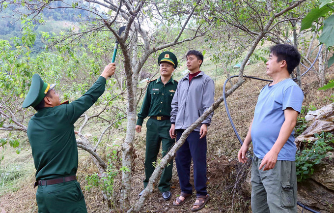 Cán bộ, chiến sỹ Đồn Biên phòng Chiềng Tương hướng dẫn người dân cách chăm sọc vườn mận. Ảnh: Quang Quyết - TTXVN potal-bo-doi-bien-phong-son-la-ho-tro-nguoi-dan-vung-bien-thoat-ngheo-7106800.jpg