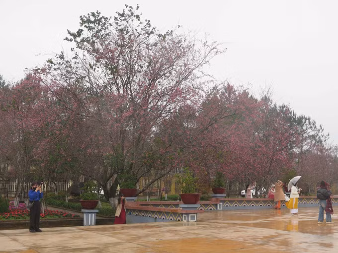 potal-hoa-mai-anh-dao-nhuom-hong-mang-den-7813685.jpg