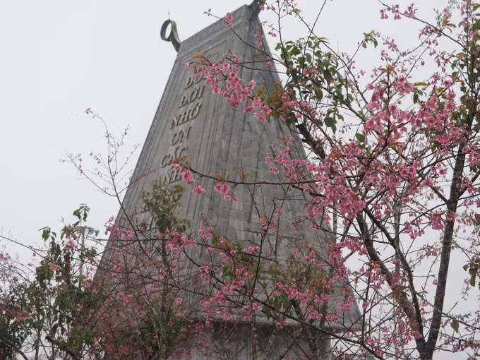 potal-hoa-mai-anh-dao-nhuom-hong-mang-den-7813670.jpg