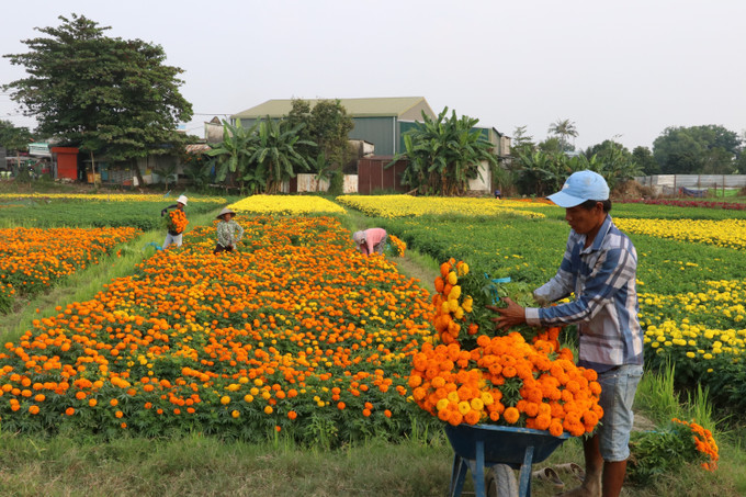 Nhà nông tại cánh đồng hoa Tân Ba ở thành phố Tân Uyên, tỉnh Bình Dương tất bật thu hoạch hoa phục vụ thị trường tiễn ông Công ông Táo. Ảnh: Dương Chí Tưởng-TTXVN potal-ron-rang-canh-dong-hoa-lon-nhat-o-binh-duong-7818361.jpg