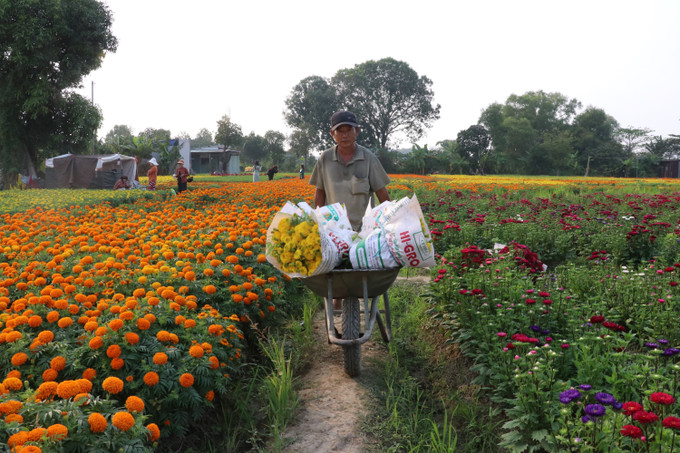 Nhà nông tại cánh đồng hoa Tân Ba ở thành phố Tân Uyên, tỉnh Bình Dương tất bật chở hoa phục vụ thị trường tiễn ông Công ông Táo. Ảnh: Dương Chí Tưởng-TTXVN potal-ron-rang-canh-dong-hoa-lon-nhat-o-binh-duong-7818371.jpg