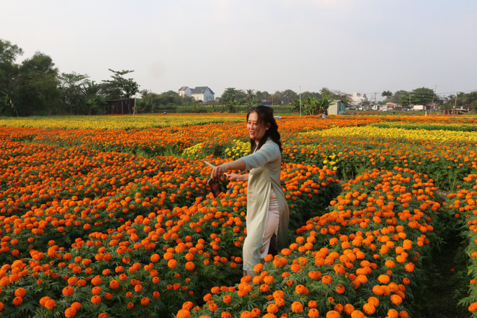 Người dân các nơi đến chick in tại cánh đồng hoa Tân Ba ở thành phố Tân Uyên, tỉnh Bình Dương. Ảnh: Dương Chí Tưởng-TTXVN Người dân các nơi đến chick in tại cánh đồng hoa Tân Ba ở thành phố Tân Uyên, tỉnh Bình Dương. Ảnh: Dương Chí Tưởng-TTXVN