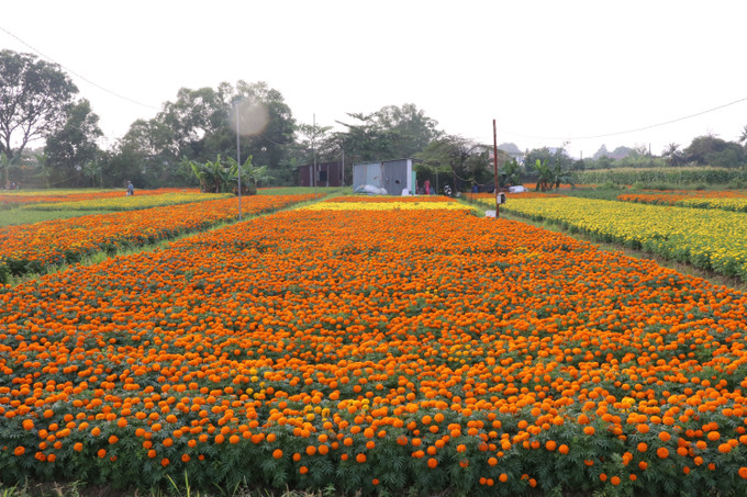 Cánh đồng hoa Tân Ba ở thành phố Tân Uyên, tỉnh Bình Dương. Ảnh: Dương Chí Tưởng-TTXVN potal-ron-rang-canh-dong-hoa-lon-nhat-o-binh-duong-7818367.jpg