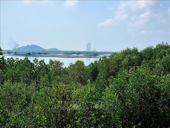 Khu vực rừng ngập mặn Đầm Nại (Ninh Hải, Ninh Thuận) được trồng phục hồi và bảo vệ tốt. Ảnh: Nguyễn Thành – TTXVN potal-ninh-thuan-uu-tien-bao-ton-da-dang-sinh-hoc-stand.jpg
