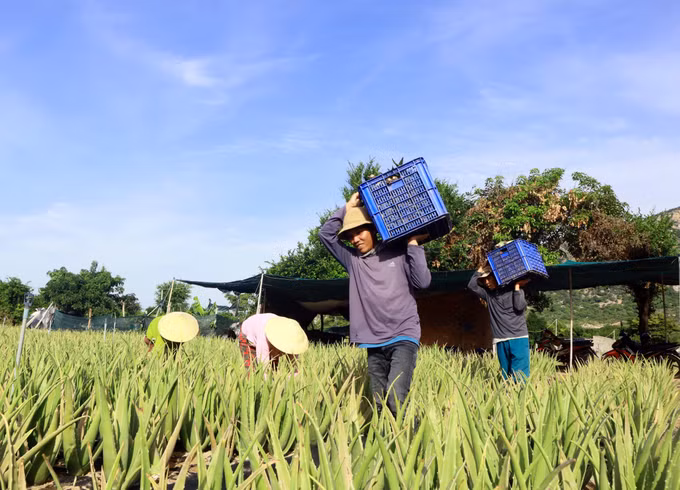 potal-50-nam-thong-nhat-dat-nuoc-xanh-hoa-vung-dat-khat-o-ninh-thuan-7975224.jpg