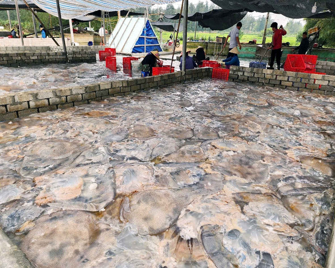 Một cơ sở chế biến sứa biển. Ảnh: Công Tường-TTXVN potal-ha-tinh-mua-vang-sua-bien-ngu-dan-ven-bo-boi-thu-7964582.jpg