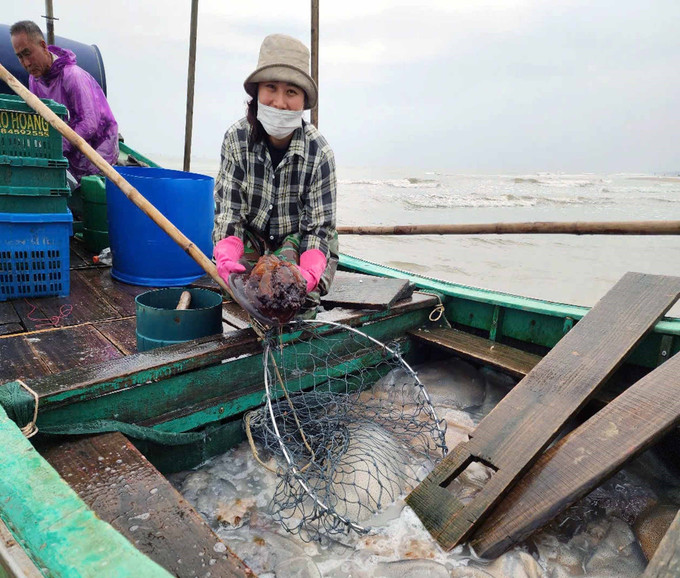 Ngư dân đánh bắt sứa biển. Ảnh: Công Tường-TTXVN potal-ha-tinh-mua-vang-sua-bien-ngu-dan-ven-bo-boi-thu-7964583.jpg