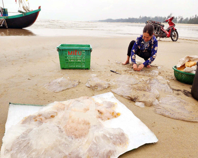 Ngư dân phân loại sứa biển. Ảnh: Công Tường-TTXVN potal-ha-tinh-mua-vang-sua-bien-ngu-dan-ven-bo-boi-thu-7964584.jpg