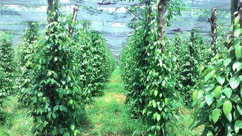 Ông Lâm Ngọc Nhâm thành công với mô hình trồng tiêu theo hướng bền vững ảnh 2 Ông Lâm Ngọc Nhâm thành công với mô hình trồng tiêu theo hướng bền vững ảnh 2