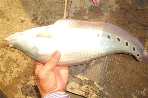 Cá nuôi đạt trọng lượng trên 400g/con. Ảnh : nongthon.vn Cá nuôi đạt trọng lượng trên 400g/con. Ảnh : nongthon.vn