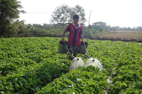 Nhiều hộ đồng bào Khmer đã chuyển đổi đất trồng lúa kém hiệu quả sang trồng hoa màu để tăng thêm thu nhập.