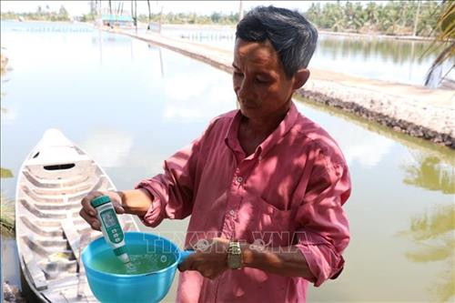 Độ mặn tăng cao ảnh hưởng đến người nuôi tôm . Ảnh: Huỳnh Phúc Hậu - TTXVN Độ mặn tăng cao ảnh hưởng đến người nuôi tôm . Ảnh: Huỳnh Phúc Hậu - TTXVN