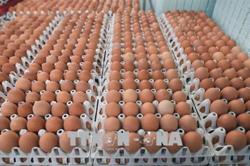 Trứng được đóng gói tại nhà máy ở La Bazoge, tây bắc Pháp . Ảnh: AFP/TTXVN Trứng được đóng gói tại nhà máy ở La Bazoge, tây bắc Pháp . Ảnh: AFP/TTXVN