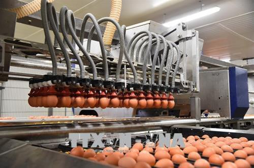 Trứng được đóng gói trên dây chuyền tại nhà máy ở La Bazoge, tây bắc Pháp. Trứng được đóng gói trên dây chuyền tại nhà máy ở La Bazoge, tây bắc Pháp.
