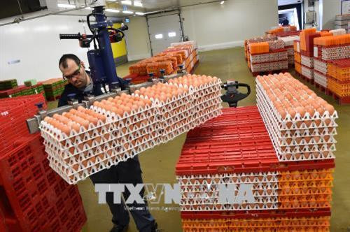 Công nhân vận chuyển trứng tại nhà máy ở La Bazoge, tây bắc Pháp. Ảnh: AFP/TTXVN Công nhân vận chuyển trứng tại nhà máy ở La Bazoge, tây bắc Pháp. Ảnh: AFP/TTXVN
