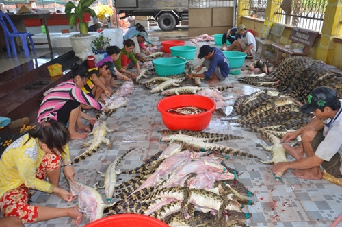 Giá rớt mạnh khiến nhiều hộ dân nuôi cá sấu đang lâm vào tình cảnh khốn đốn. Giá rớt mạnh khiến nhiều hộ dân nuôi cá sấu đang lâm vào tình cảnh khốn đốn.