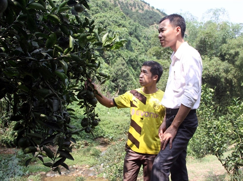 Thanh niên trong xã Phù Lưu đến thăm quan, học tập mô hình trồng cam của Nông Văn Trúc Thanh niên trong xã Phù Lưu đến thăm quan, học tập mô hình trồng cam của Nông Văn Trúc