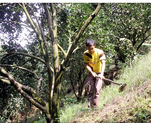 Anh Nông Văn Trúc chăm sóc vườn cam của gia đình. Anh Nông Văn Trúc chăm sóc vườn cam của gia đình.