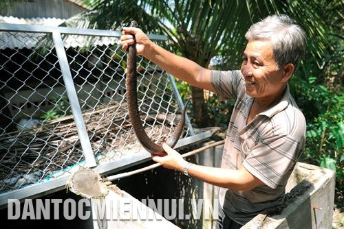 Lò sấy tôm khô, bánh phồng tôm sử dụng công nghệ năng lượng mặt trời tại Hợp tác xã Tân Phát Lợi, xã Tân Ân Tây, huyện Ngọc Hiển. Ảnh: Phúc Thanh Mô hình nuôi rắn ri voi đem lại hiệu quả kinh tế, cải thiện thu nhập của gia đình ông Phùng Văn Luôl tại ấp 4, xã Tân Lộc Bắc, huyện Thới Bình. Ảnh: Kim Há