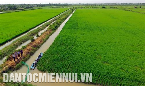 Mô hình trồng lúa hữu cơ kết hợp nuôi tôm đạt hiệu quả kinh tế cao, góp phần cải thiện đời sống nông dân tại ấp 1 ở xã Tân Lộc Bắc, huyện Thới Bình. Ảnh: Phúc Thanh