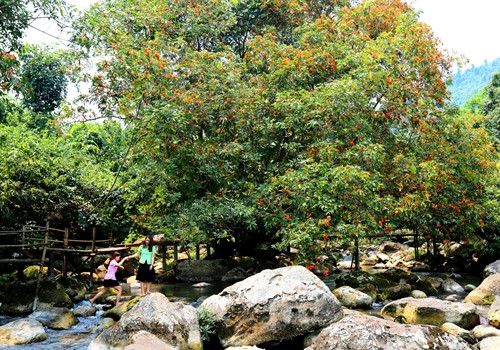 Du khách đến suối nước Moọc để chiêm ngưỡng vẻ hoang sơ của núi rừng, của hoa vàng anh.