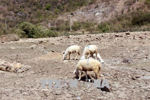 Đàn cừu cố tìm cỏ để ăn trong mùa khô hạn. Ảnh: Công Thử - TTXVN Đàn cừu cố tìm cỏ để ăn trong mùa khô hạn. Ảnh: Công Thử - TTXVN