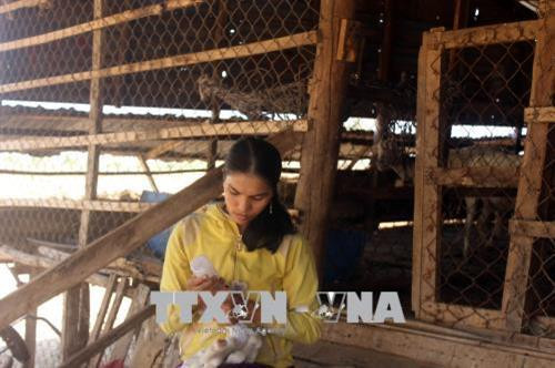 Người chăn nuôi cừu ở huyện Bác Ái phải mua sữa cho cừu con uống để tránh bị suy yếu. Ảnh: Công Thử - TTXVN Người chăn nuôi cừu ở huyện Bác Ái phải mua sữa cho cừu con uống để tránh bị suy yếu. Ảnh: Công Thử - TTXVN