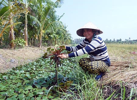 Trồng ấu xen trong mương liếp. Trồng ấu xen trong mương liếp.