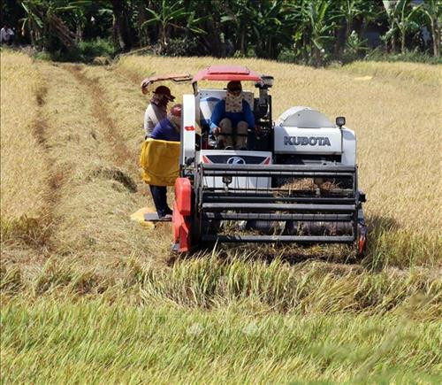 Nông dân xã Thạnh Lộc, huyện Châu Thành thu hoạch lúa Đông Xuân đầu năm Kỷ Hợi 2019. Ảnh: Lê Sen - TTXVN Nông dân xã Thạnh Lộc, huyện Châu Thành thu hoạch lúa Đông Xuân đầu năm Kỷ Hợi 2019. Ảnh: Lê Sen - TTXVN