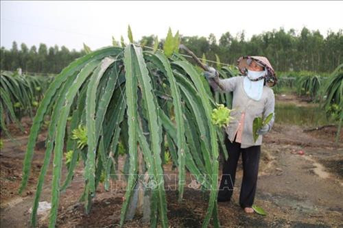 Người dân xã Thạnh Hòa, huyện Tân Phước (Tiền Giang ) chăm sóc thanh long ruột đỏ. Ảnh: Minh Trí - TTXVN Người dân xã Thạnh Hòa, huyện Tân Phước (Tiền Giang ) chăm sóc thanh long ruột đỏ. Ảnh: Minh Trí - TTXVN