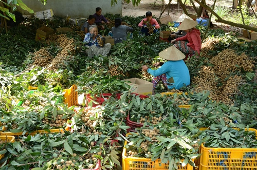 Thu hoạch nhãn mùa nghịch tại huyện Châu Thành. Thu hoạch nhãn mùa nghịch tại huyện Châu Thành.