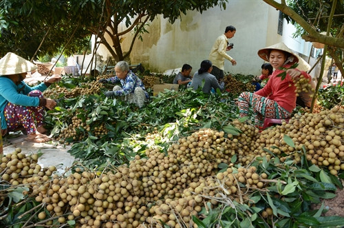 Người trồng thu nhập cao nhờ thu hoạch nhãn trái vụ. Người trồng thu nhập cao nhờ thu hoạch nhãn trái vụ.
