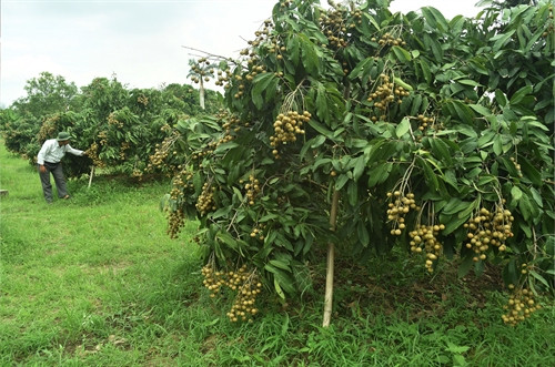 Vườn nhãn cho trái mùa nghịch tại huyện Châu Thành. Vườn nhãn cho trái mùa nghịch tại huyện Châu Thành.