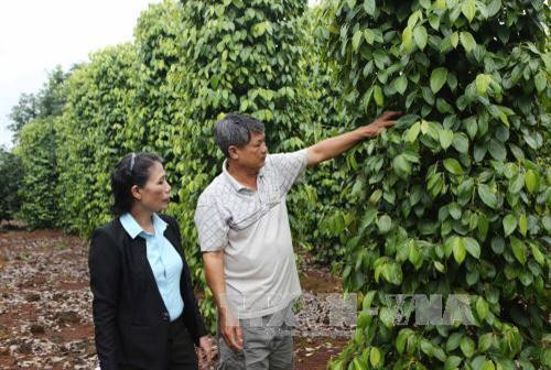 Vườn hồ tiêu xanh tốt của một nông hộ ở xã Băng A Drênh, huyện Krông Ana (Đắk Lắk) áp dụng hệ thống tưới nước nhỏ giọt. Ảnh: Dương Giang - TXVN