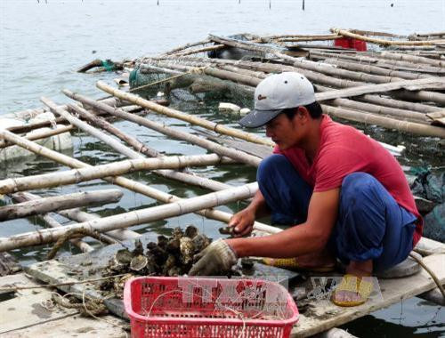 Phát triển mô hình nuôi hàu sữa mang lại hiệu quả kinh tế cao Ảnh: Sỹ Thắng - TTXVN Phát triển mô hình nuôi hàu sữa mang lại hiệu quả kinh tế cao Ảnh: Sỹ Thắng - TTXVN