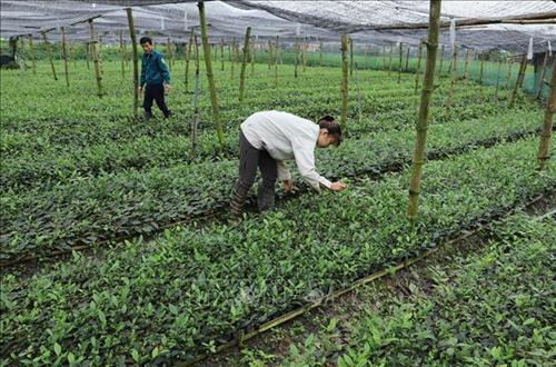 Kiểm tra chất lượng giống chè cho chương trình trồng mới chè chất lượng cao tại huyện Đại Từ. Ảnh: Hoàng Nguyên - TTXVN Kiểm tra chất lượng giống chè cho chương trình trồng mới chè chất lượng cao tại huyện Đại Từ. Ảnh: Hoàng Nguyên - TTXVN
