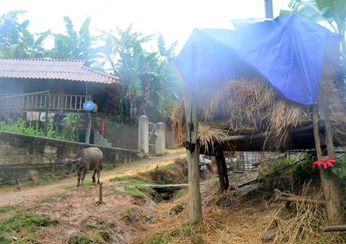 Nhà dự trữ rơm, cỏ khô để trâu bò ăn trong mùa đông của người dân bản Hua Sa B, xã Tỏa Tình. Ảnh: Văn Dũng - TTXVN Nhà dự trữ rơm, cỏ khô để trâu bò ăn trong mùa đông của người dân bản Hua Sa B, xã Tỏa Tình. Ảnh: Văn Dũng - TTXVN
