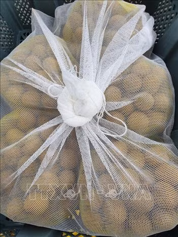 Giống nhãn chín muộn của Hà Nội chủ yếu là 2 giống HTM1 và HTM2, tập trung trồng tại các huyện Quốc Oai, Hoài Đức, Chương Mỹ với diện tích khoảng 600 ha. Ảnh: TTXVN phát