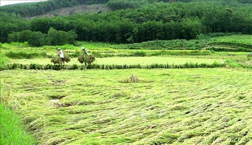 Người dân xã Minh Sơn, huyện Ngọc Lặc, Thanh Hóa đang tập thu hoạch những ha lúa còn sử dụng được sau khi ruộng lúa bị ngập nước. Ảnh: Nguyễn Nam-TTXVN Người dân xã Minh Sơn, huyện Ngọc Lặc, Thanh Hóa đang tập thu hoạch những ha lúa còn sử dụng được sau khi ruộng lúa bị ngập nước. Ảnh: Nguyễn Nam-TTXVN