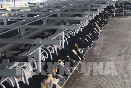 TH True MILK đặt mục tiêu mở rộng đàn bò sữa chăn nuôi tập trung theo chuỗi khép kín đến năm 2025 lên 200.000 con. Ảnh: TTXVN