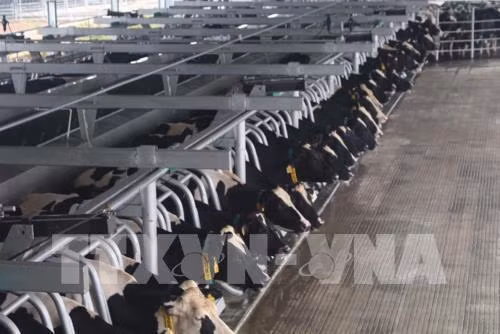 TH True MILK đặt mục tiêu mở rộng đàn bò sữa chăn nuôi tập trung theo chuỗi khép kín đến năm 2025 lên 200.000 con. Ảnh: TTXVN